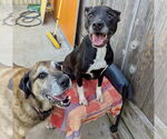 Small #5 Anatolian Shepherd Mix