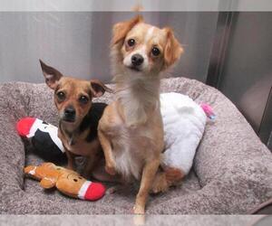 Chihuahua Dogs for adoption in Orange, CA, USA