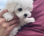 Small Photo #1 Maltese Puppy For Sale in EAGLEVILLE, PA, USA