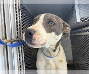 Mutt Dogs for adoption in Bakersfield, CA, USA