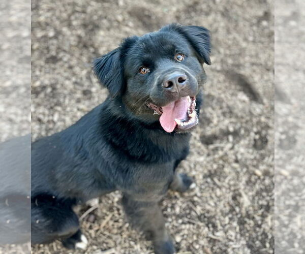 Medium Photo #2 Retriever -Unknown Mix Puppy For Sale in Clarkesville, GA, USA