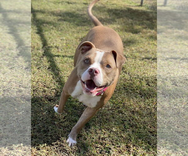 Medium Photo #3 American Pit Bull Terrier Puppy For Sale in Virginia Beach, VA, USA