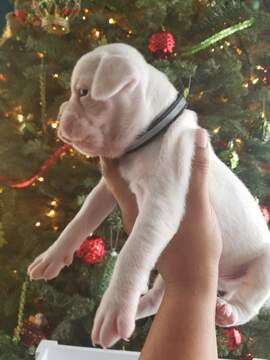 Medium Photo #9 Boxer Puppy For Sale in OAKLAND, CA, USA