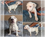 Small Photo #3 American Bully Puppy For Sale in MILILANI, HI, USA