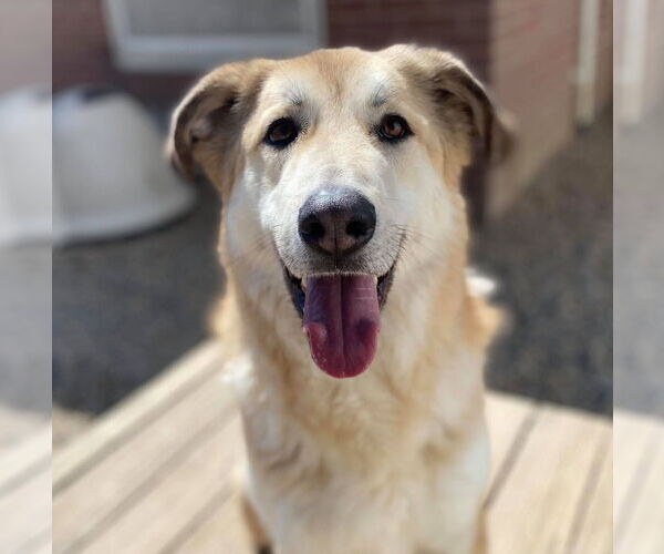 Medium Photo #3 Mutt Puppy For Sale in Matawan, NJ, USA
