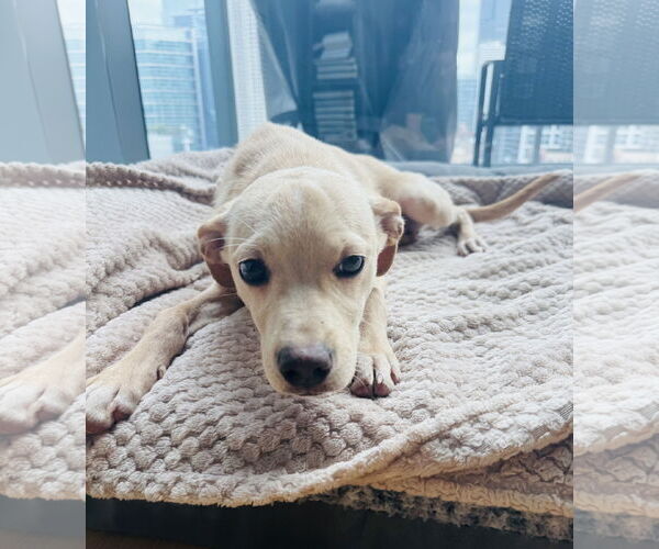 Medium Photo #2 Beagle-Unknown Mix Puppy For Sale in Plainfield, IL, USA