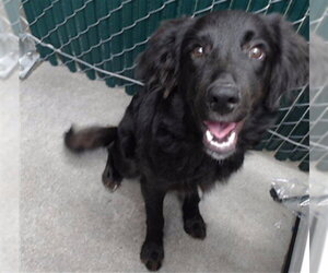 Mutt Dogs for adoption in Downey, CA, USA