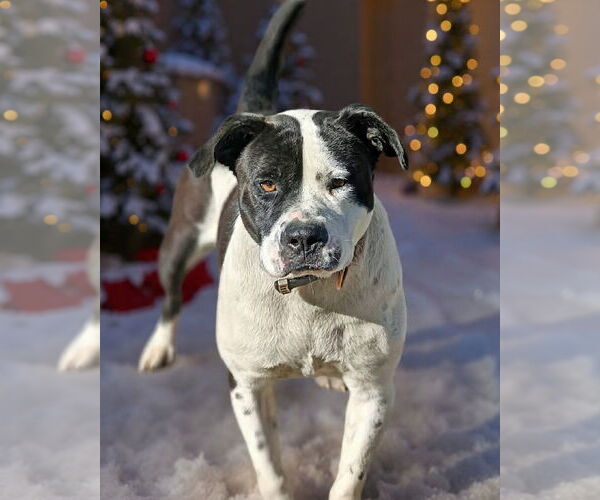 Medium Photo #5 Mutt Puppy For Sale in Talladega, AL, USA