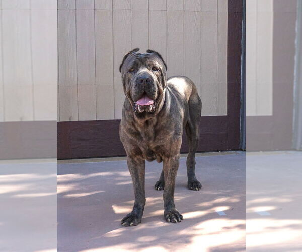 Medium Photo #6 Mutt Puppy For Sale in Lake Forest, CA, USA
