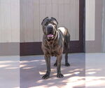 Small #5 Mutt