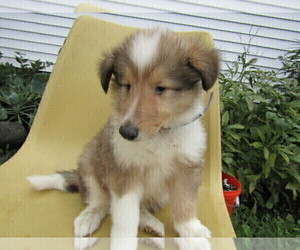 Collie Puppy for sale in SOUTH BEND, IN, USA