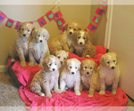 Small Photo #2 Goldendoodle Puppy For Sale in FREDERICKSBRG, PA, USA