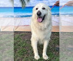 Small #8 Great Pyrenees