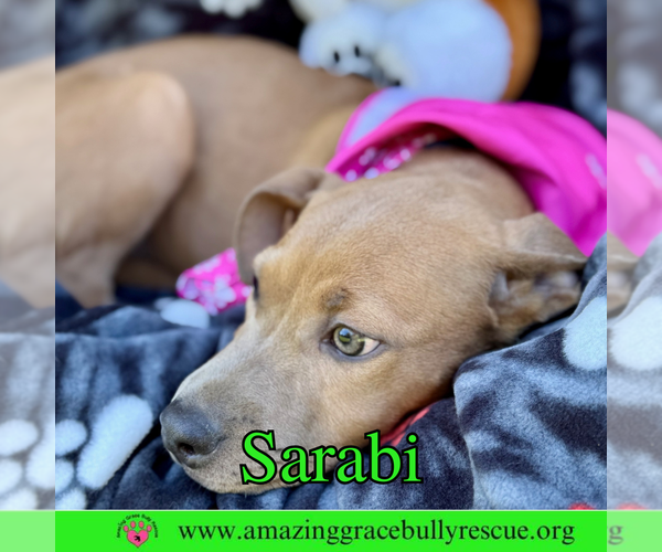 Medium Photo #10 Bulldog-Labrador Retriever Mix Puppy For Sale in Pensacola, FL, USA