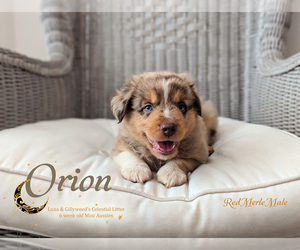 Miniature Australian Shepherd Puppy for sale in SARASOTA, FL, USA