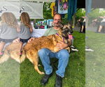 Small #1 German Shepherd Dog Mix