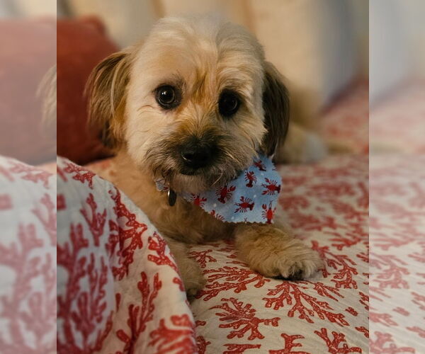 Medium Photo #4 Havanese-Unknown Mix Puppy For Sale in Greensboro, NC, USA