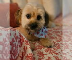 Small #3 Havanese Mix