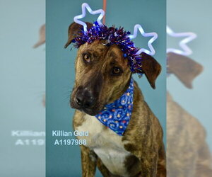 Mutt Dogs for adoption in Bakersfield, CA, USA