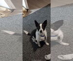 Small #1 Jack Russell Terrier Mix