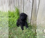 Small #3 Labradoodle-Poogle Mix