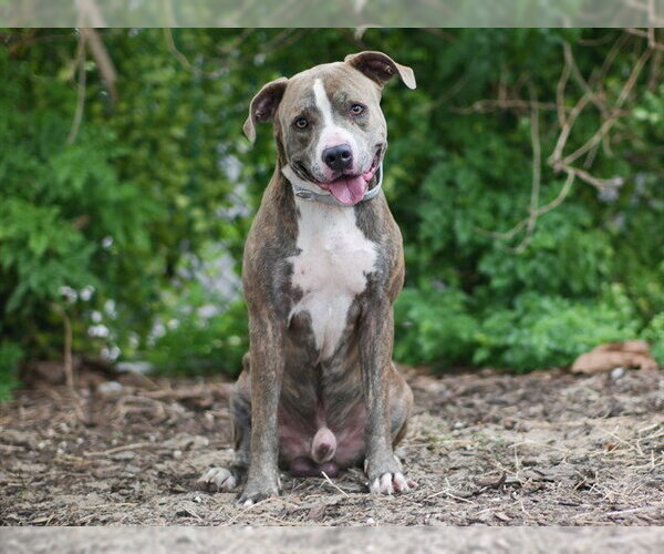 Medium Photo #2 Boxer-Unknown Mix Puppy For Sale in Tavares, FL, USA