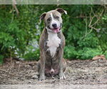 Small #1 Boxer Mix