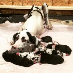 Mother of the Great Dane puppies born on 06/28/2016