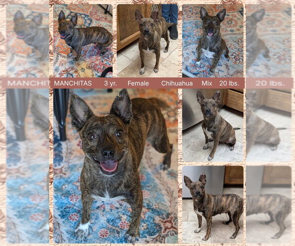 Medium Photo #3 Chihuahua-Unknown Mix Puppy For Sale in Mesa, AZ, USA
