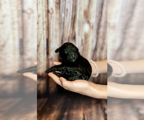 Medium Photo #39 Goldendoodle (Miniature) Puppy For Sale in HALTOM CITY, TX, USA