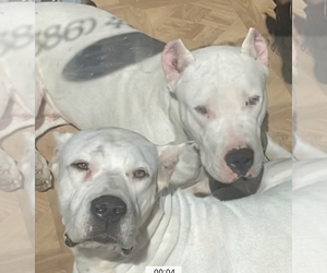Mother of the Dogo Argentino puppies born on 03/14/2023