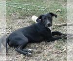 Small #5 Labrador Retriever Mix
