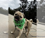 Small #2 Pug