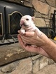 Small Photo #5 Faux Frenchbo Bulldog Puppy For Sale in ALTOONA, KS, USA