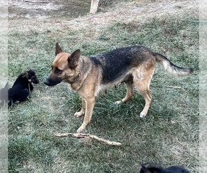 Mother of the German Shepherd Dog puppies born on 08/18/2023
