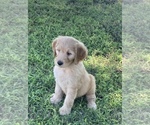 Small Photo #8 Goldendoodle Puppy For Sale in IONIA, KS, USA
