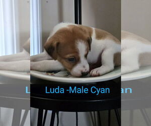 Mutt Dogs for adoption in Ball Ground, GA, USA