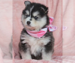 Small Photo #9 Pomsky Puppy For Sale in PRINCETON, MN, USA