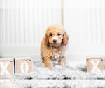 Small Photo #3 Poodle (Toy) Puppy For Sale in WARSAW, IN, USA