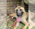 Small Photo #1 German Shepherd Dog-Unknown Mix Puppy For Sale in LOGANVILLE, GA, USA