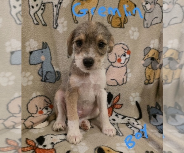 Medium Photo #13 Chizer Puppy For Sale in MONTEZUMA, GA, USA