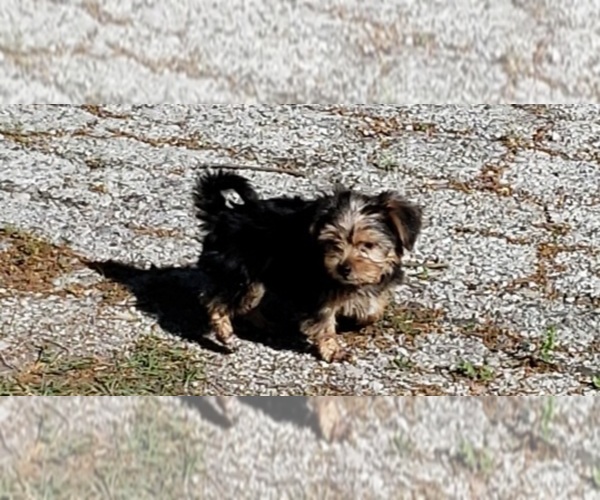 Medium Photo #18 Shorkie Tzu Puppy For Sale in NEVADA, TX, USA