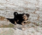 Small Photo #18 Shorkie Tzu Puppy For Sale in NEVADA, TX, USA