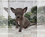 Small #19 Chihuahua