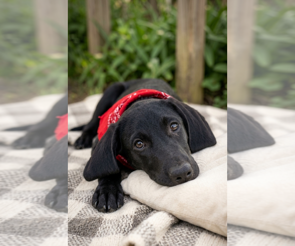 Medium Photo #2 Mutt Puppy For Sale in Genesee, WI, USA