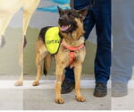 Small #2 German Shepherd Dog