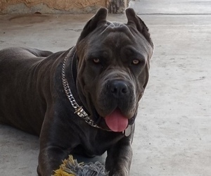 Father of the Cane Corso puppies born on 06/08/2022