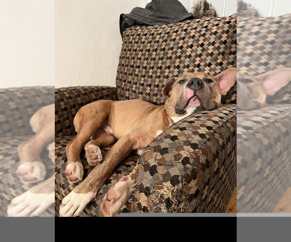 Medium Photo #7 Mutt Puppy For Sale in Boston, MA, USA