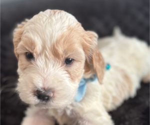 Springerdoodle Puppy for Sale in BUFORD, Georgia USA