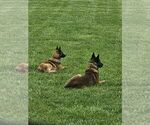 Small Photo #10 Belgian Malinois Puppy For Sale in BATESVILLE, IN, USA